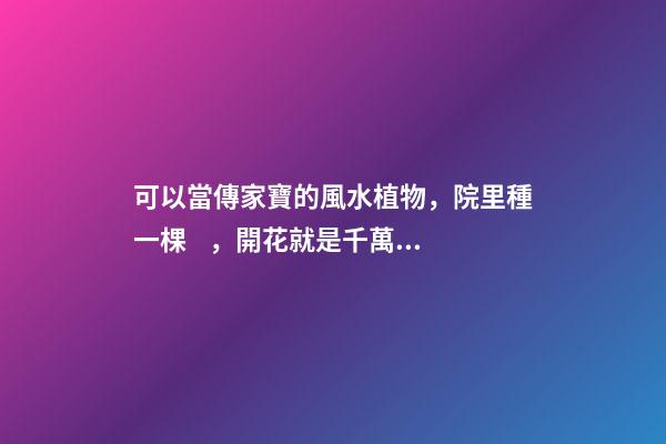 可以當傳家寶的風水植物，院里種一棵，開花就是千萬朵，紫氣東來